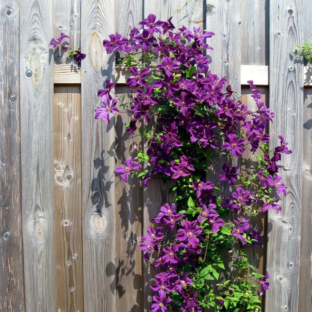 Bosrank (Clematis) - The President - Vaste planten - Bijen-Vlinders - Klimplant - Zomerbollen - Voorjaarsbollen
