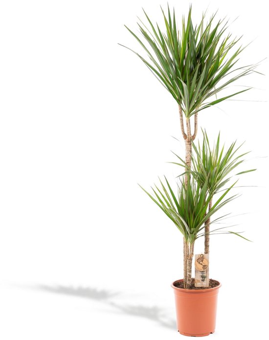 De 12 allerbeste planten voor kantoor! 24 XXL Dracaena Marginata - Drakenbloedboom - 120cm hoog