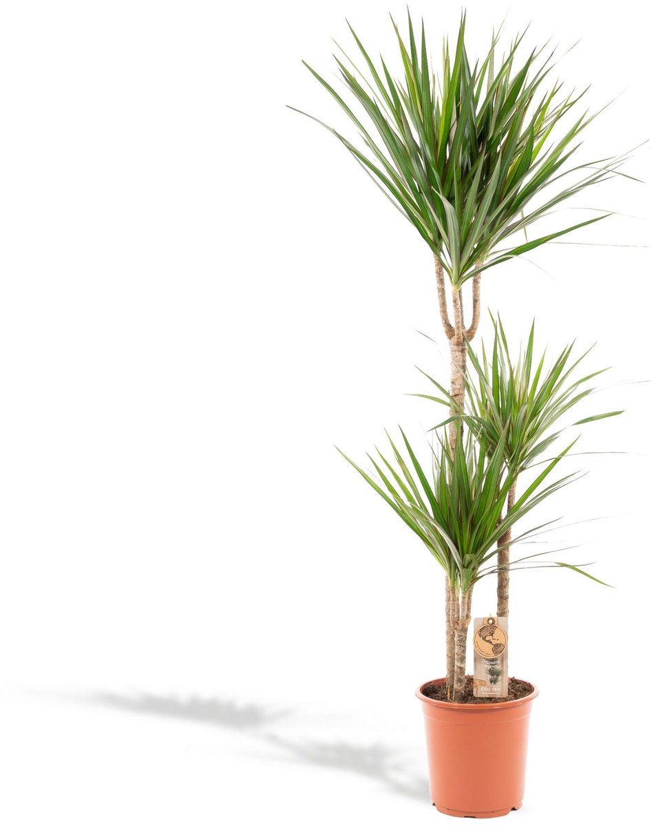 Bol.com XXL Dracaena Marginata, Drakenbloedboom - 120cm hoog, ø21cm potmaat - Grote Kamerplant ,Tropische Palm - Vers van de Kwe... aanbieding