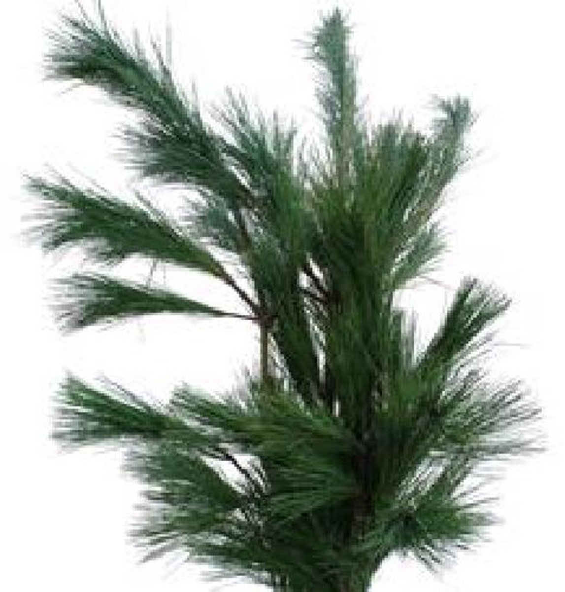10x Ko pinus strobus 80cm