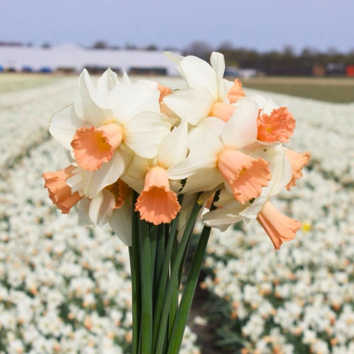 Narcissenbollen Terry - 30 bloembollen - bolmaat 12/14 - wit/oranje, enkelbloemig, voorjaarsbloeier, winterhard - direct van de kweker - Flowerbulbs Amsterdam