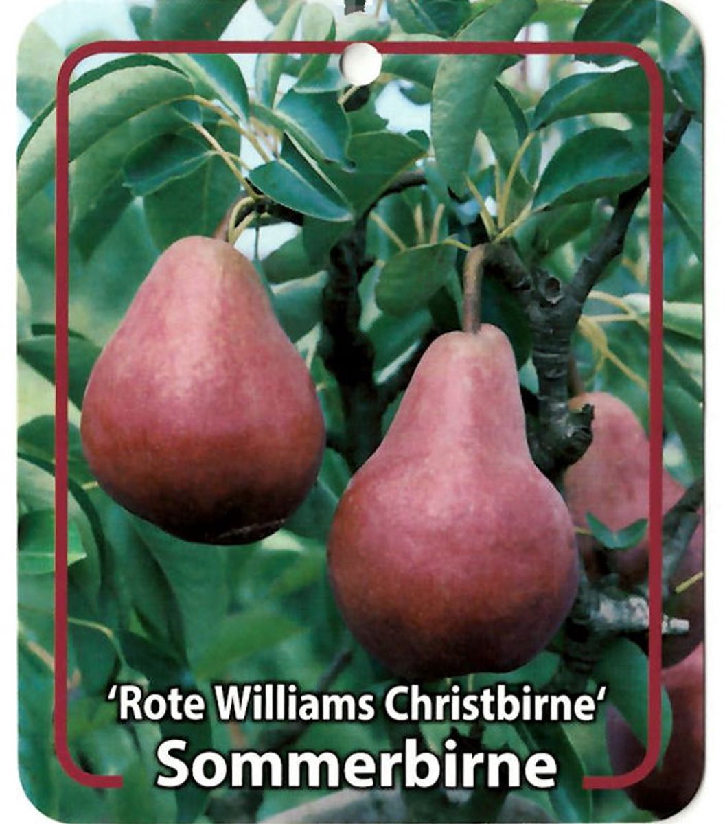 Oosterik home - Pyrus Communis Rote Williams Christbirne