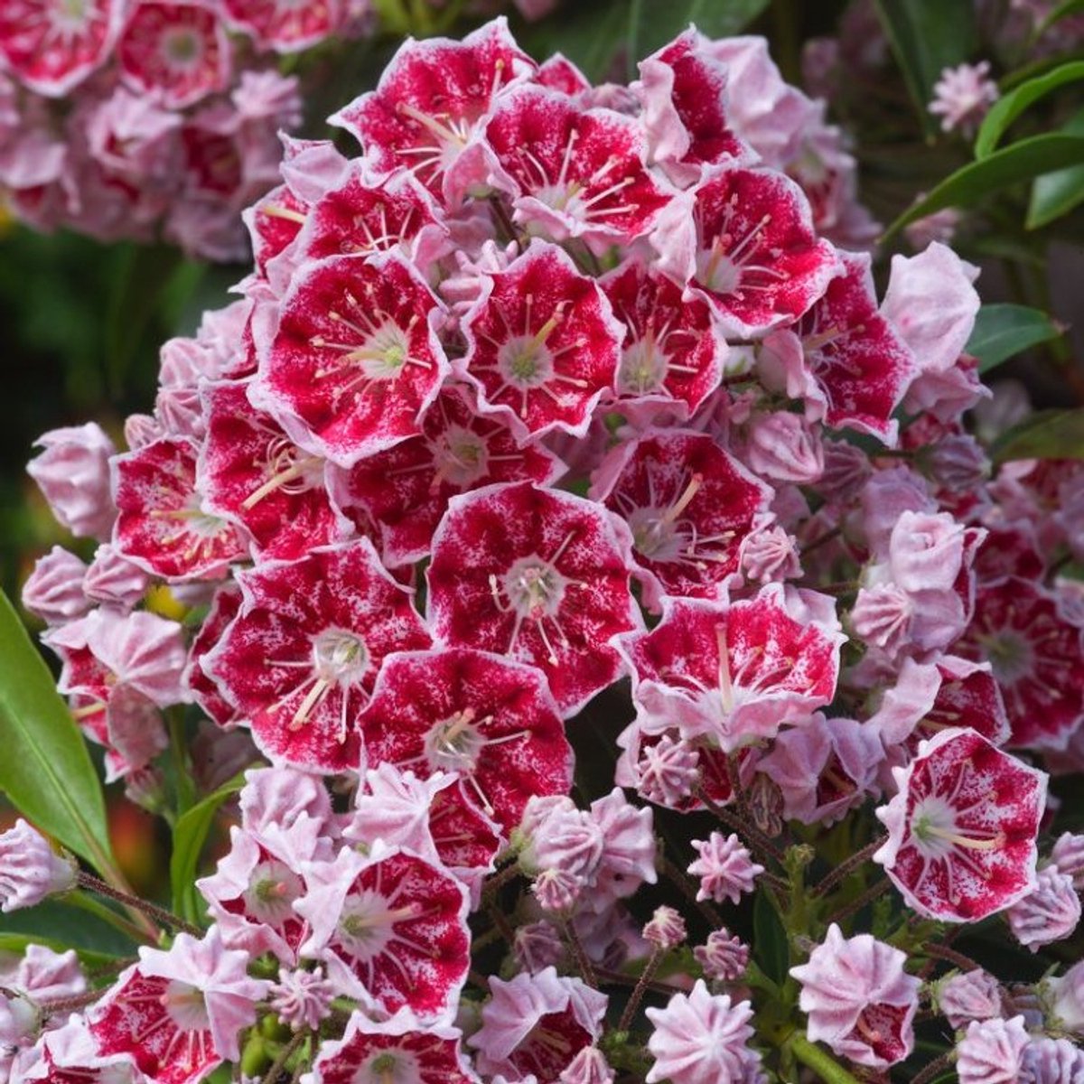 Plants Online - Tuinplanten - Heesters - Set van 1 - Kalmia latifolia 'Pinwheel' C4 25-30 cm