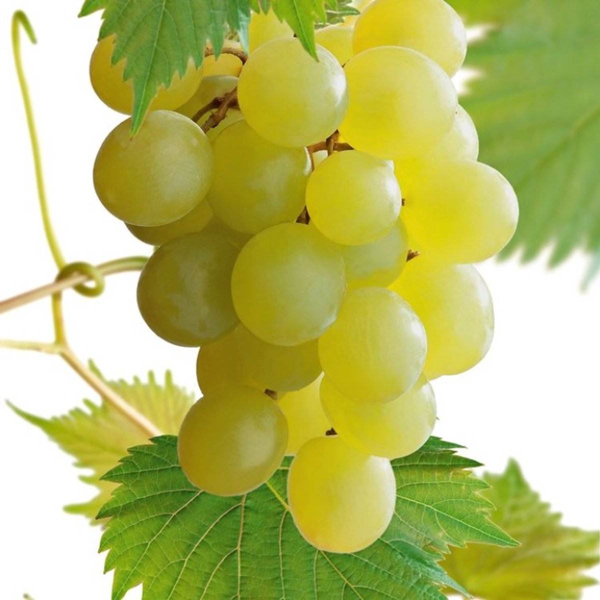 Plants Online BV - Planten - Tuinplanten - Fruit - Set van 1 - Druif 'Himrod'