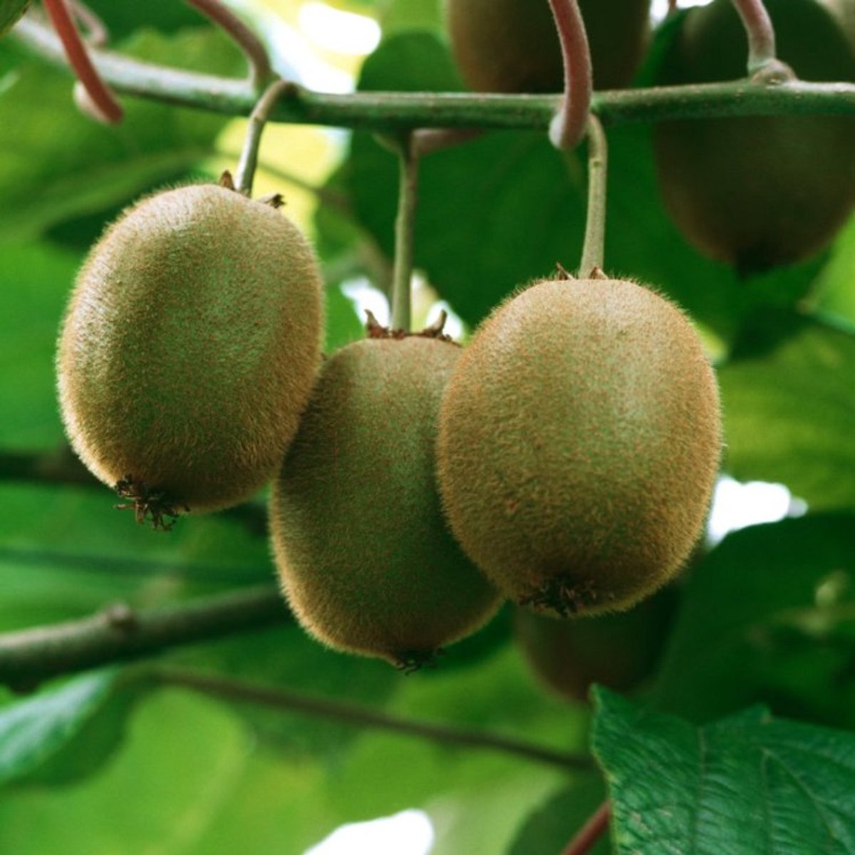 Plants Online BV - Planten - Tuinplanten - Klimplanten - Set van 1 - Kiwi 'Hayward'