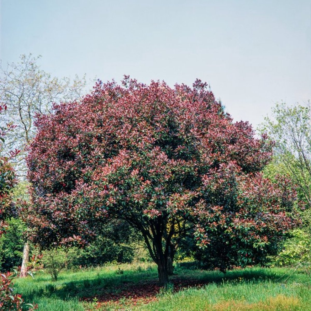 Photinia fraseri 'Red Robin' C5 40-60 cm - Wintergroen - Bloeiende plant - Makkelijk te snoeien - Vruchtdragend