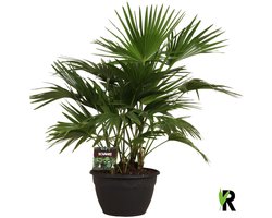 Livistona chinensis 6 per pot 120 cm – Kamerplant – Vers Van De Kweker – Potmaat Ø35 cm