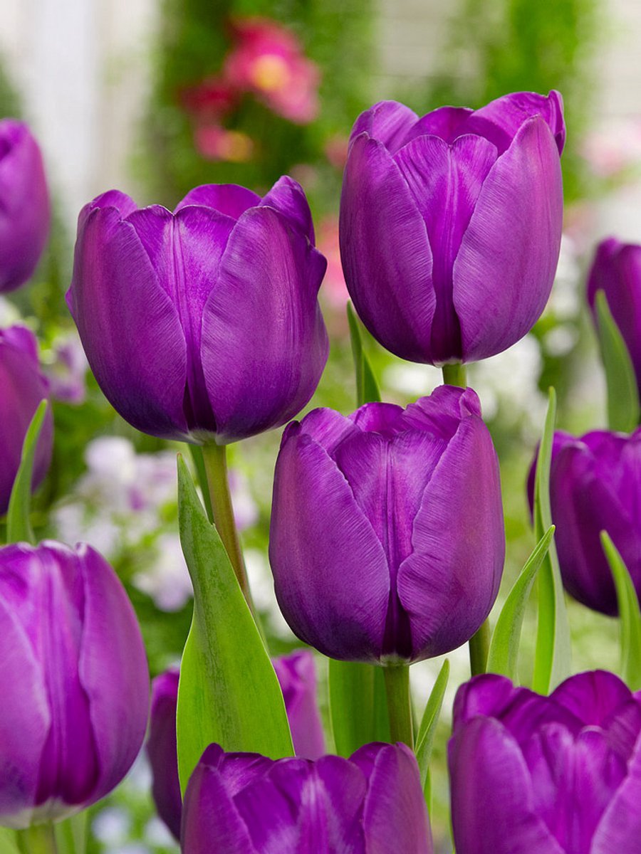 25x Tulpen 'Negrita' - BULBi® Bloembollen met bloeigarantie
