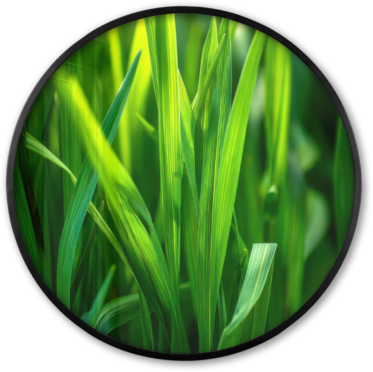 FrameYourWall Poster in lijst Rond - Fotolijst 80x80 cm - Posters - Grassprieten - Lichtinval - Groen - Ronde posterlijst zwart - Decoratie - Wanddecoratie woonkamer - Muurdecoratie slaapkamer