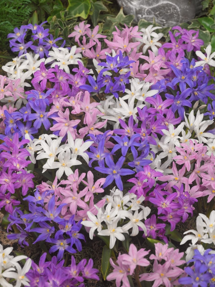 100x Sneeuwroem 'Chionodoxa mixed' - BULBi® Bloembollen met bloeigarantie