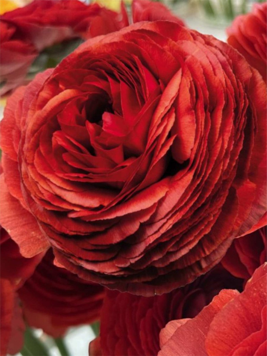 12x Ranonkel 'Ranunculus elegance cioccolato' - BULBi® Bloembollen met bloeigarantie
