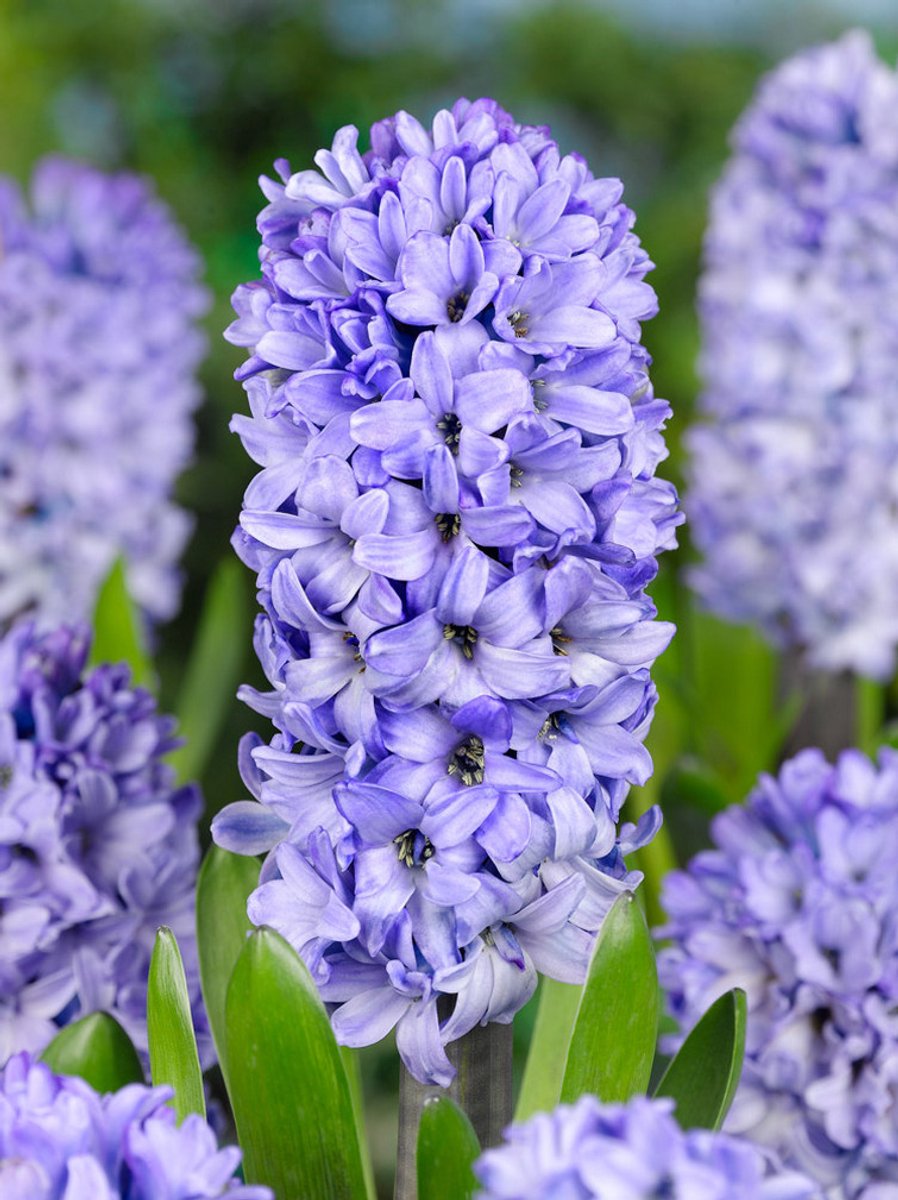 10x Hyacinten 'Blue star' - BULBi® Bloembollen met bloeigarantie