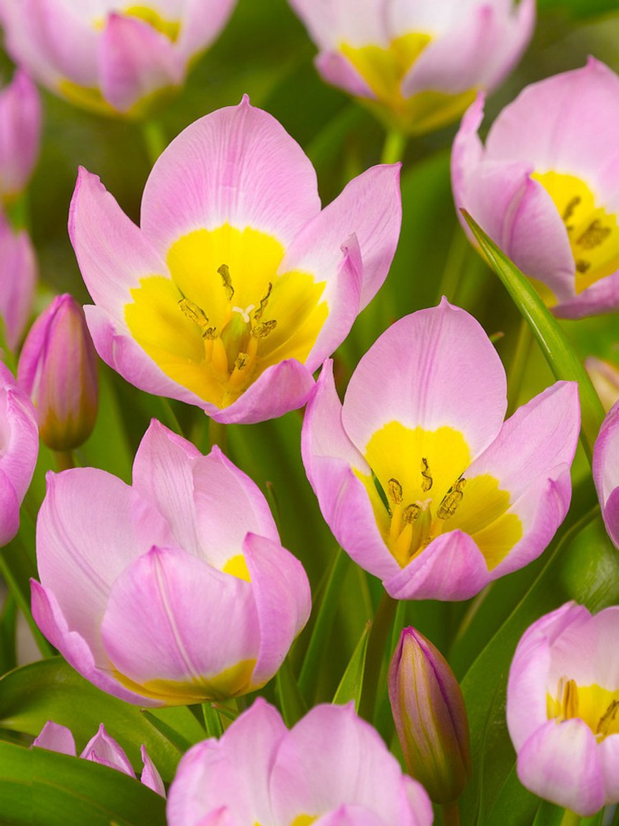 25x Tulpen 'Bakeri lilac wonder' - BULBi® Bloembollen met bloeigarantie