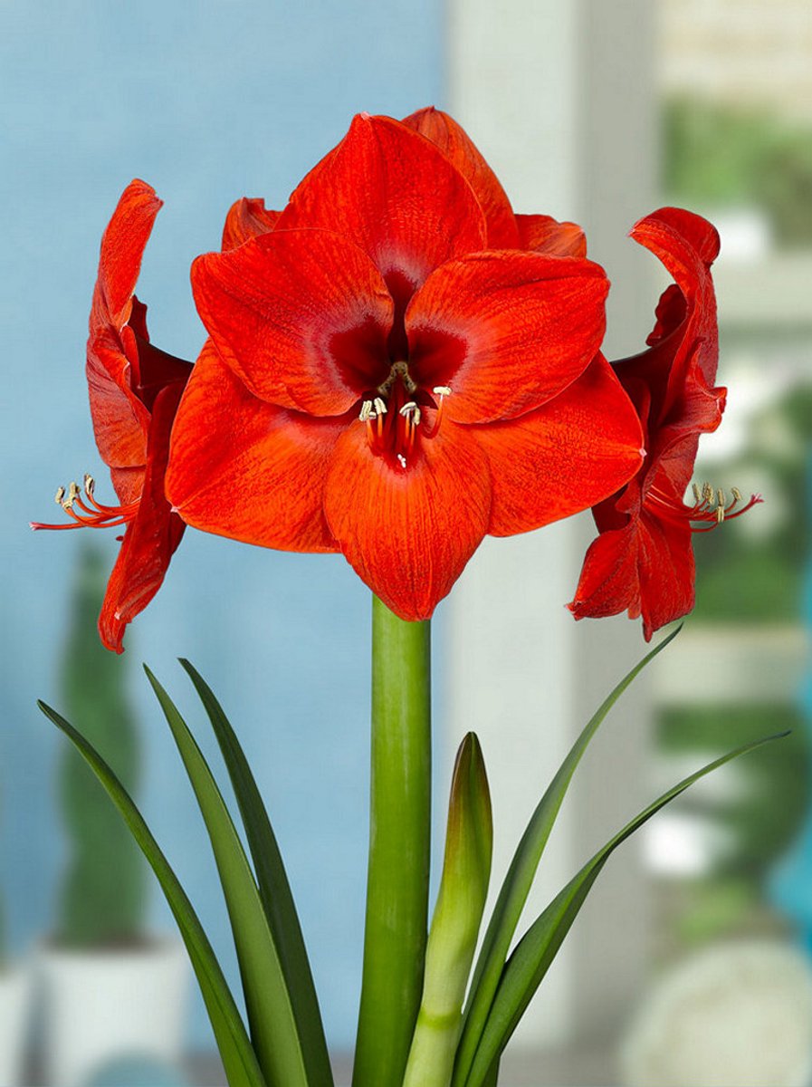 1x Hippeastrum 'Red lion' - BULBi® Bloembollen met bloeigarantie