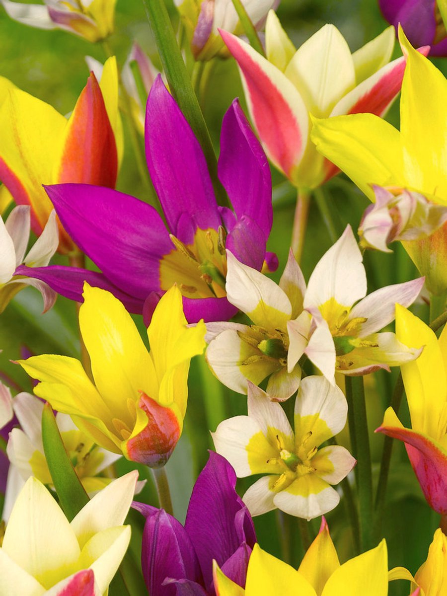 25x Tulpen 'Verwildering gemengd' - BULBi® Bloembollen met bloeigarantie