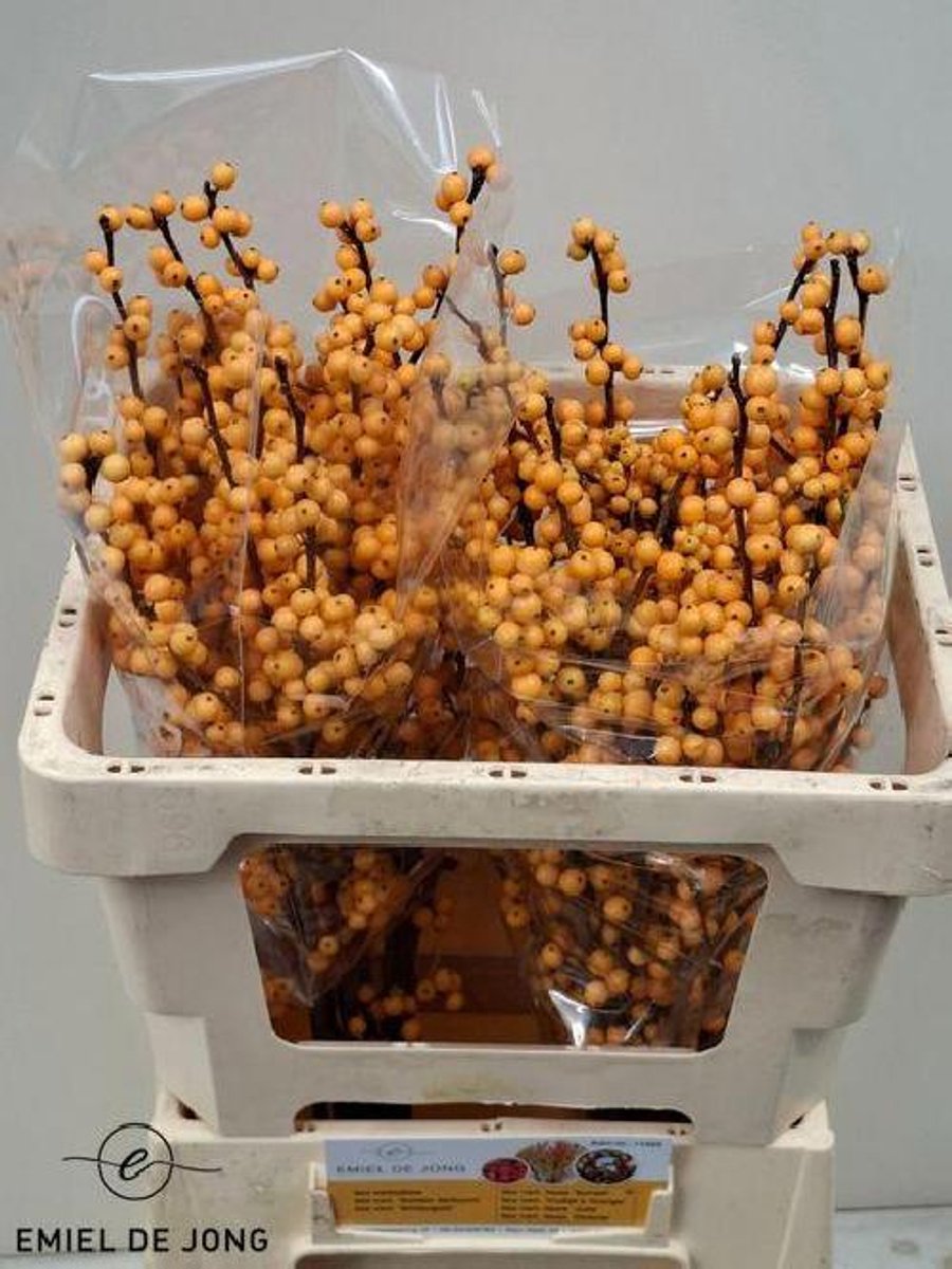 10x Ilex golden verboom 50cm