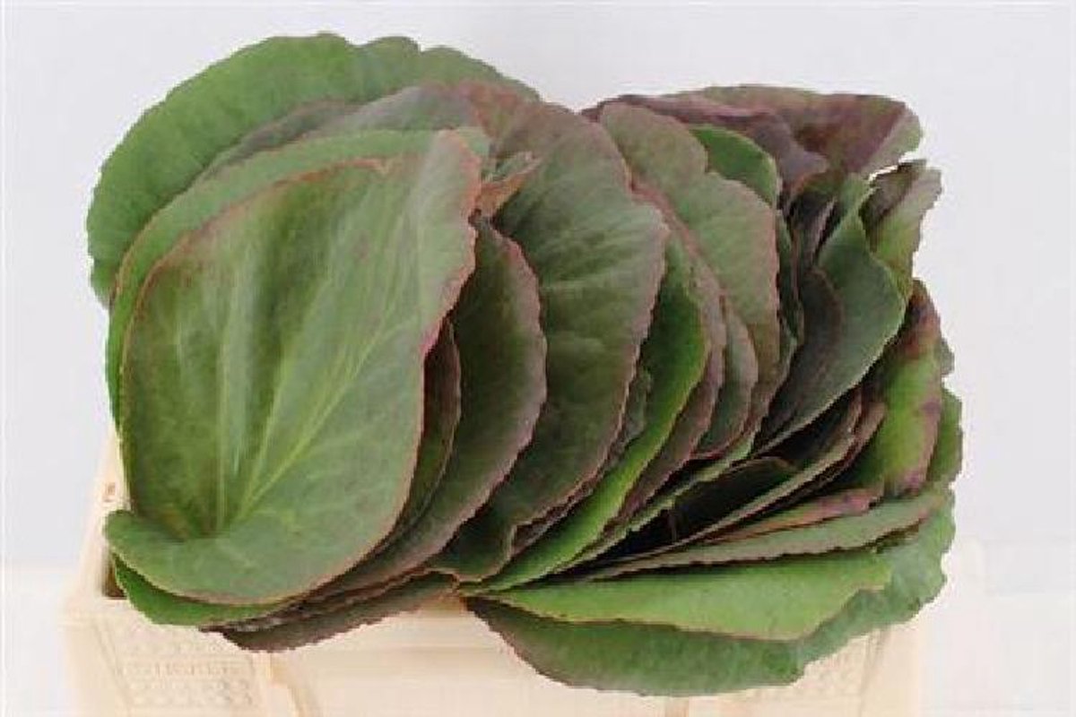50x Sg bergenia cordifolia 30cm