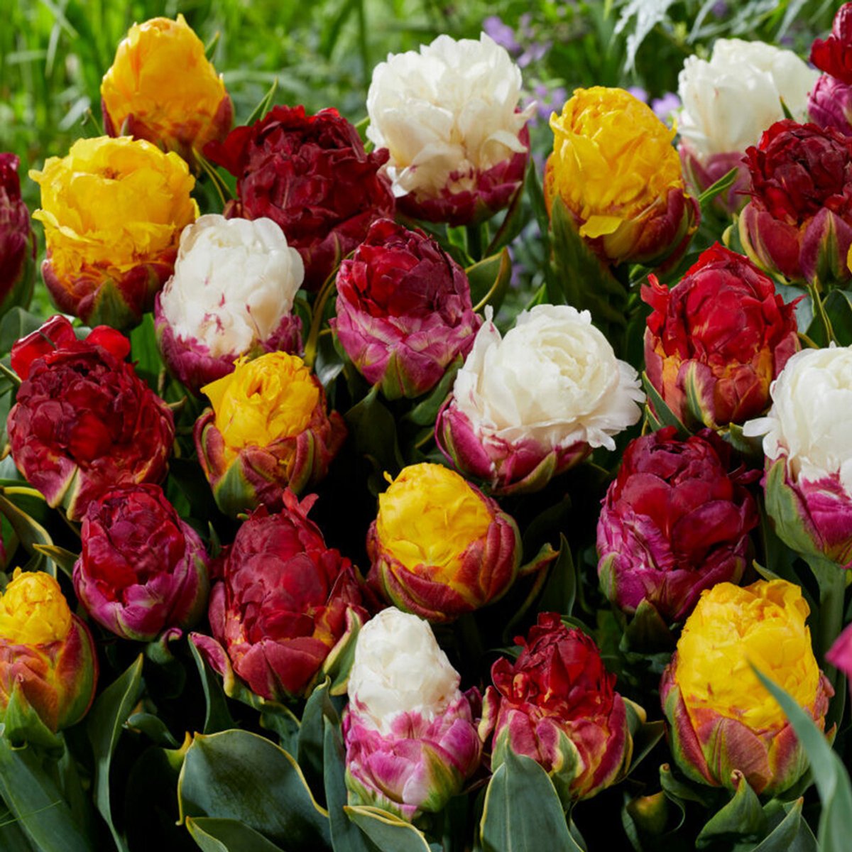 Tulipa Ice cream Mix | Dubbel laat | Geel | Roze | Rood | Wit