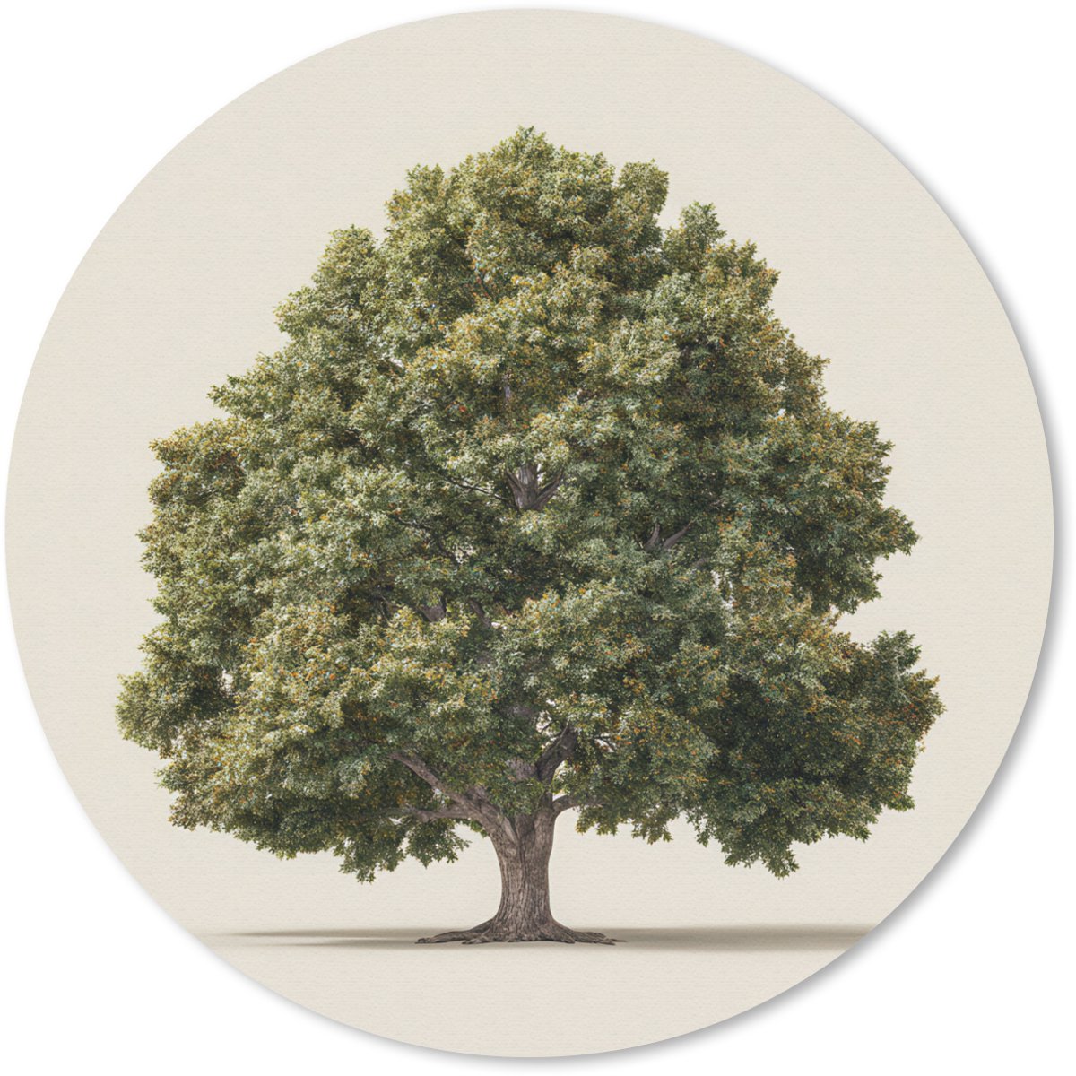 Muismat rond 20x20 cm - Mousepad Eikenboom - Groen - Lichte achtergrond - Ronde muismatten