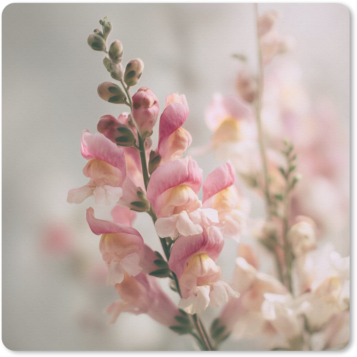 Muismat 30x30 cm - Mousepad Bloem - Leeuwenbek - Roze - Stengel - Muismatten