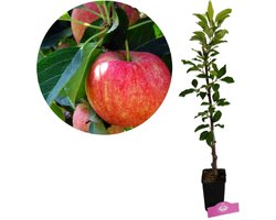 Malus domestica 'Gala' appelboom, 1,5 liter pot
