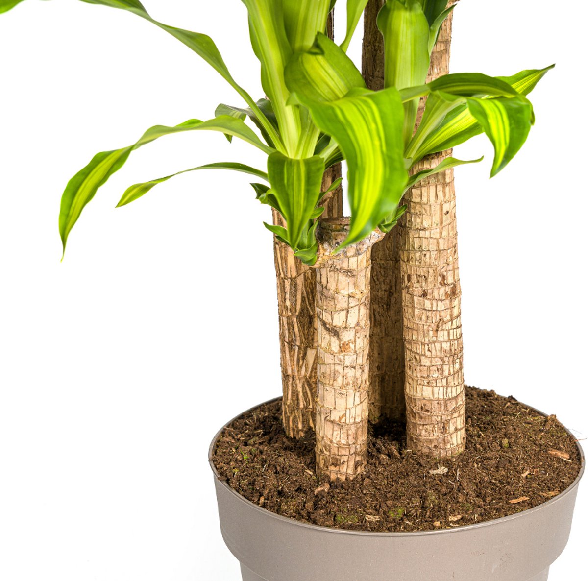 Dracaena Fragrans Massangeana Ø30cm - 170