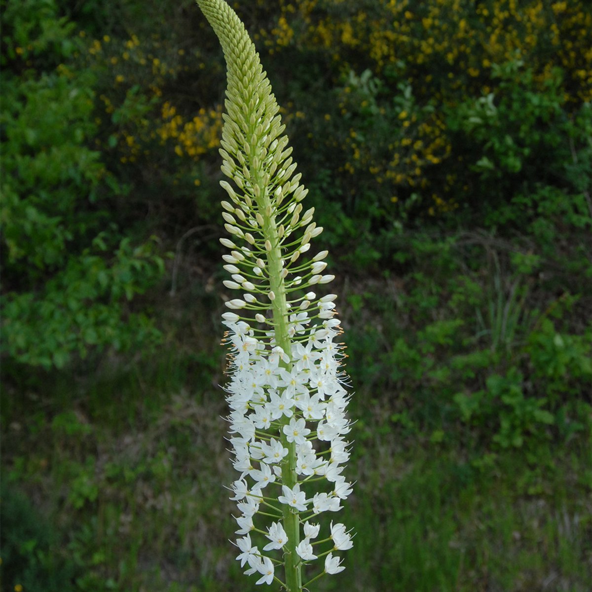 Eremurus himalaicus | Wit | Naald van Cleopatra Bollen