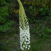 Eremurus himalaicus | Wit | Naald van Cleopatra Bollen