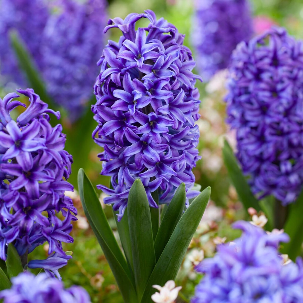 Hyacint Bloembollen Winterhard - Hyacinthus - Blue Jacket - 15 stuks - Blauw - Bloem bollen Mix Meerjarig