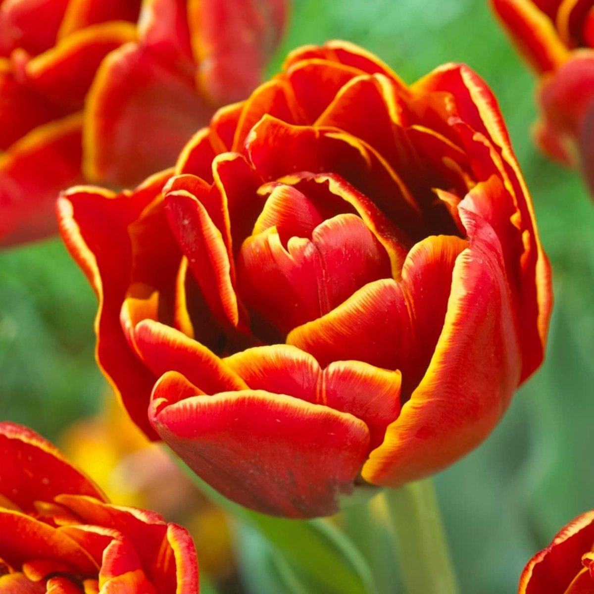 Tulpen Bloembollen Winterhard - Red-Yellow Passion - 20 stuks - Rood & Geel - Bloem Bollen Mix - Tulpenbollen Meerjarig