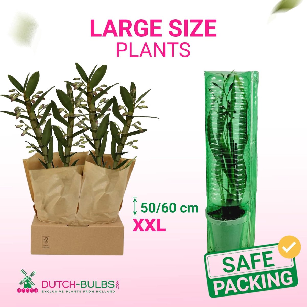 Dutch Bulbs Orchidee plant - Bambus Dendrobium Nobile - Purple Passion - Kamerplant voor binnen - 2 stuks - Geel - Binnenplant