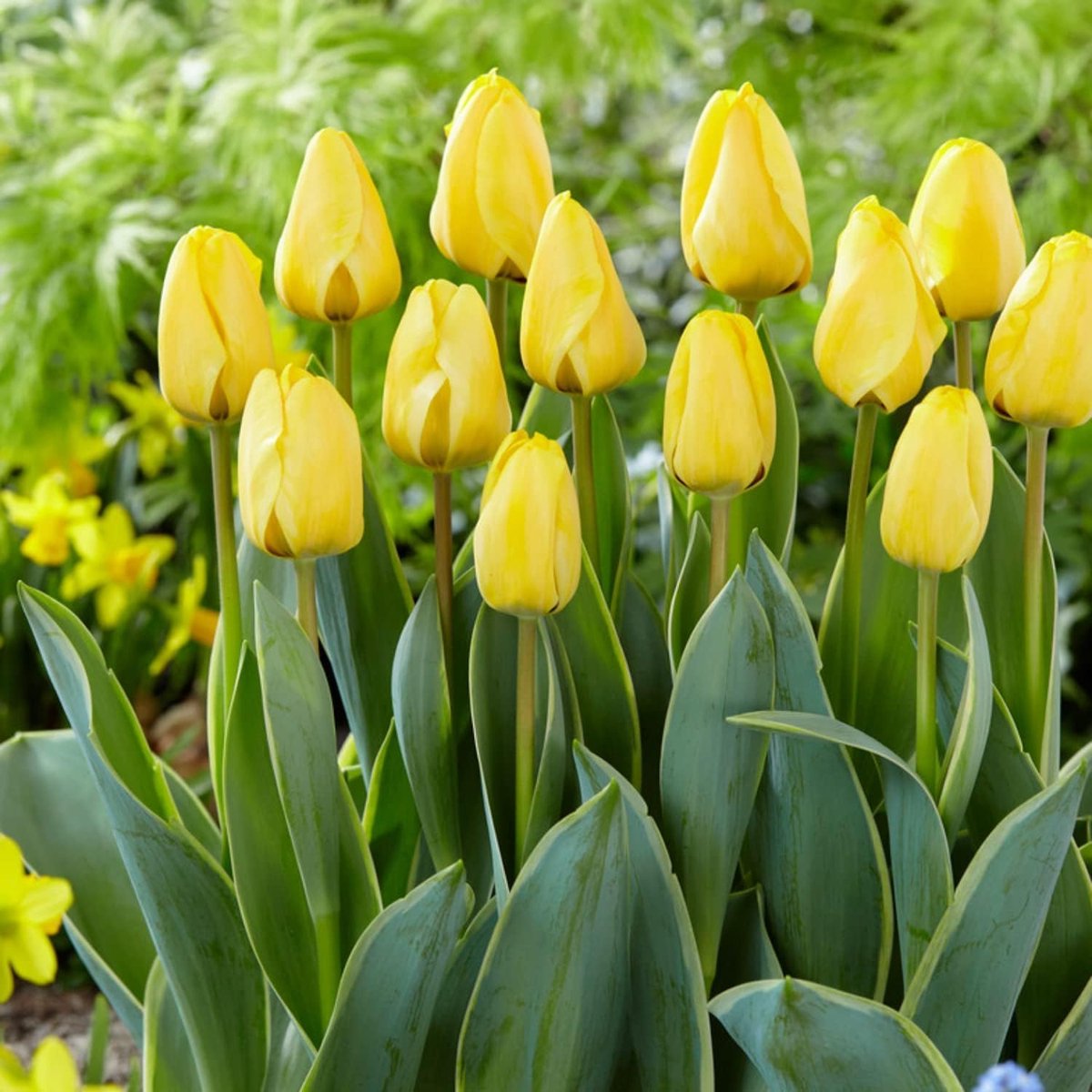 Tulpen Bloembollen Winterhard - Single Yellow Passion - 25 stuks - Geel - Bloem Bollen Mix - Tulpenbollen Meerjarig