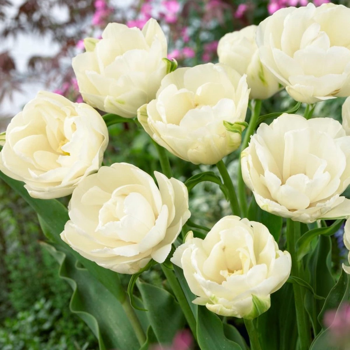 Tulpen Bloembollen Winterhard - White Passion - 20 stuks - Wit - Bloem Bollen Mix - Tulpenbollen Meerjarig