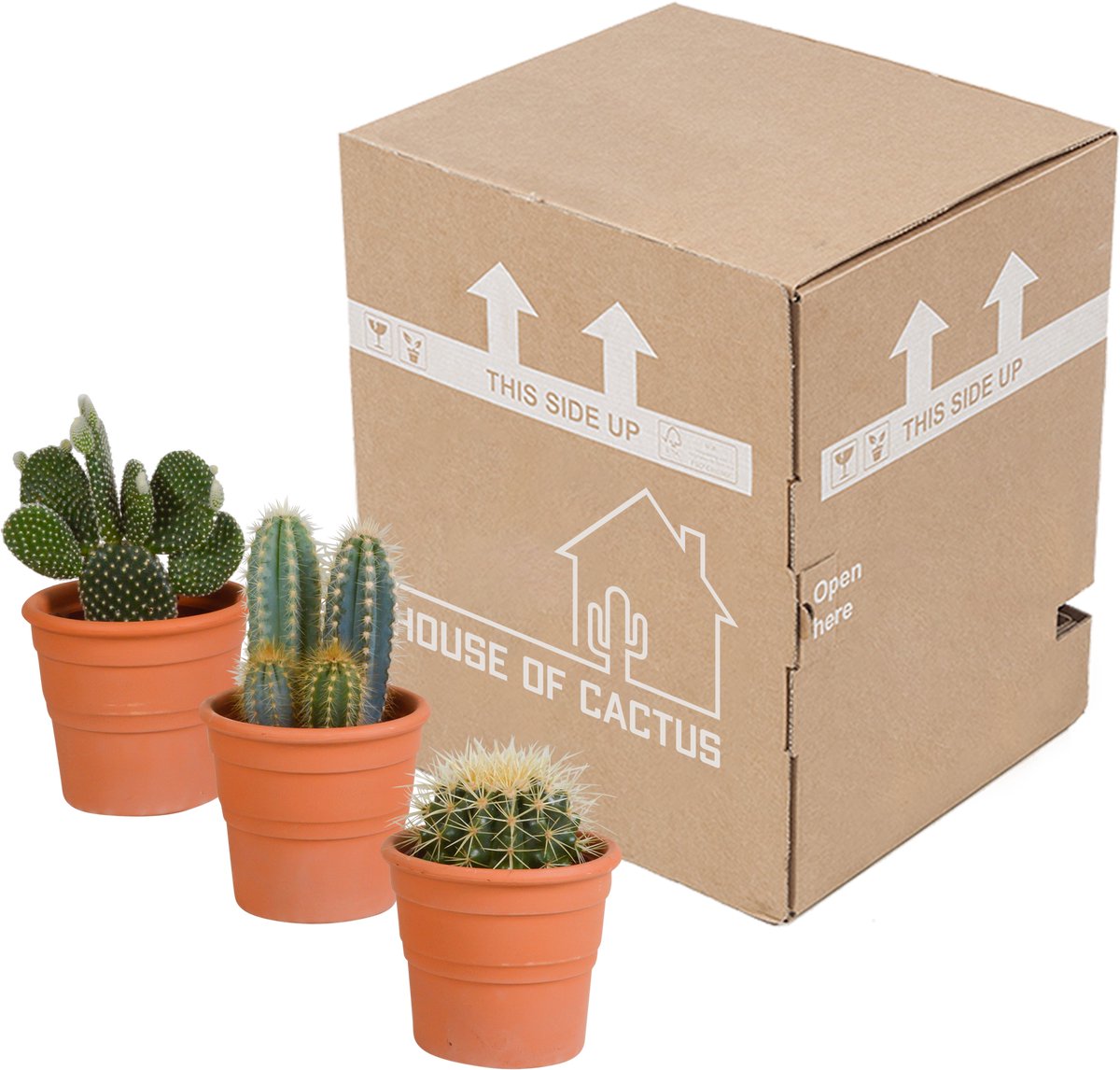 Cactus mix 10.5 cm in terracotta pot | 3 stuks
