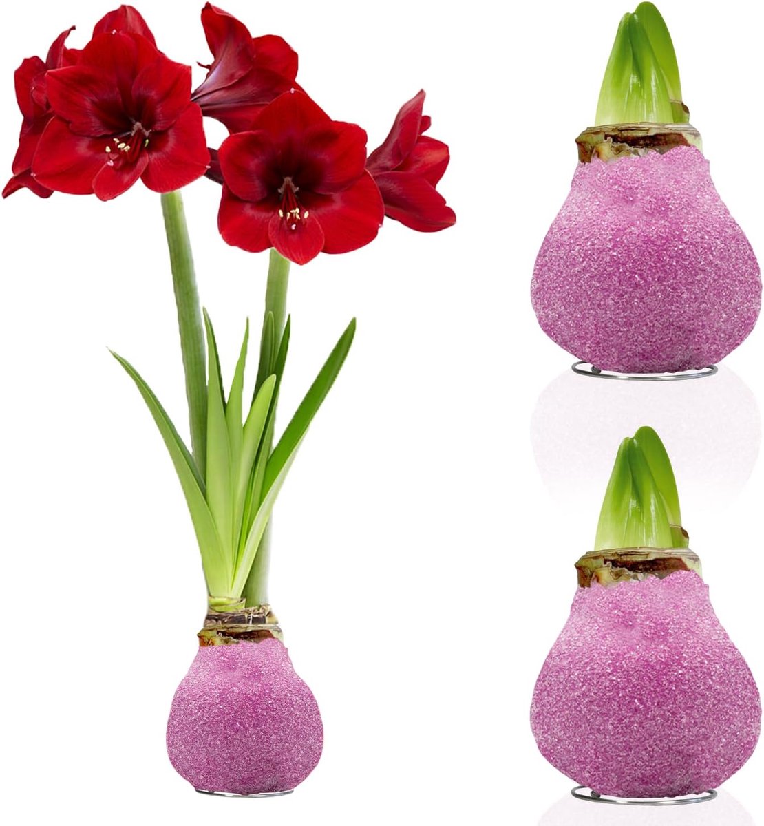 Amaryllis Bollen in Wax - Glitter Pink - Bloembollen - 2 stuks - Bloem bollen - No Water Flower