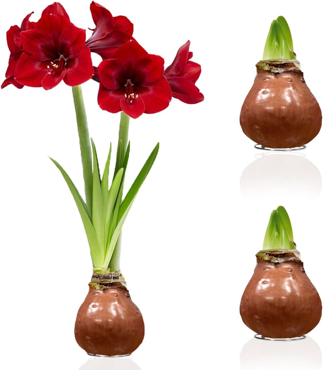 Amaryllis Bollen in Wax - Choco - Bloembollen - 2 stuks - Rood - Bloem bollen - No Water Flower