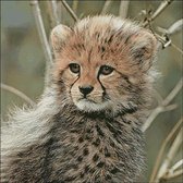 Borduurpatroon Cheeta Welpje
