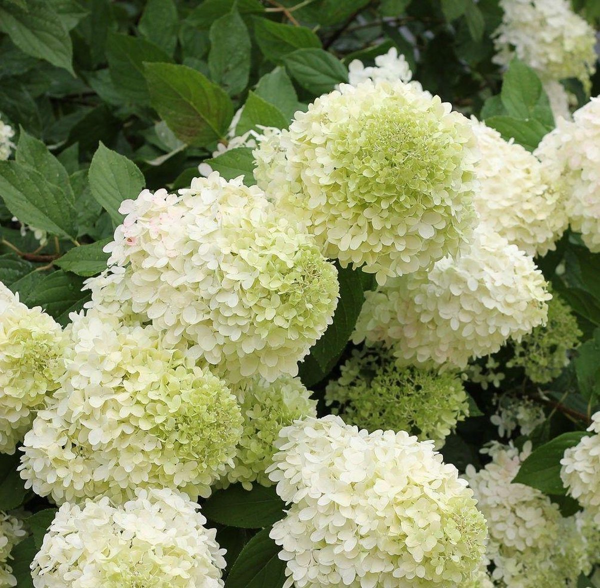 4 stuks Hydrangea paniculata 'Limelight' Pluimhortensia C2,5