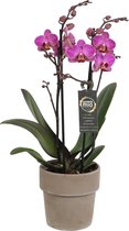 Orchidee van Botanicly – Vlinder orchidee in taupe keramiek pot als set – Hoogte: 45 cm, 2 takken, roze bloemen – Phalaenopsis Perceval