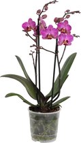 Orchidee van Botanicly – Vlinder orchidee – Hoogte: 45 cm, 2 takken, roze bloemen – Phalaenopsis Perceval