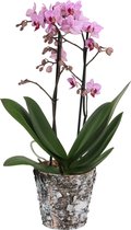 Orchidee van Botanicly – Vlinder orchidee in houten pot als set – Hoogte: 45 cm, 2 takken, Wit-roze bloemen – Phalaenopsis Santiago