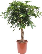 Kamerplant van Botanicly – Vingerboom – Hoogte: 80 cm – Schefflera Arboricola Gold Capella