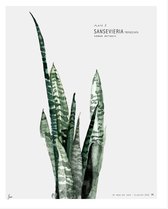 My Deer Art Shop Poster - Sansevieria - 50 X 40 Cm - Groen