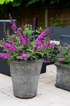 4x Buddleja davIdii Free Petite Dark Pink - Dwergvlinderstruik met roze bloem in 2 literpot