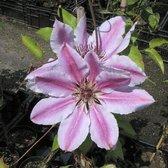 2 stuks - Klimplant - Clematis "Nelly Moser" - Rose - Hoogte 65cm - Doorsnede pot 15cm