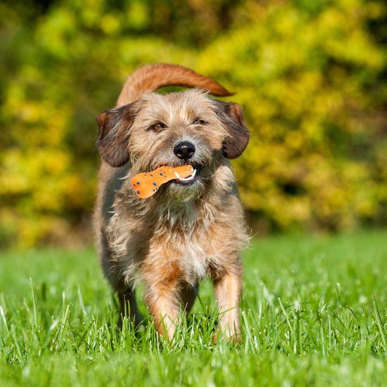 Hond Kauwspeelgoed, Banden Speelgoed voor Honden Natuurlijke Hond Kauwspeelgoed, Banden Speelgoed voor Honden Natuurlijke
