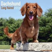 Dachshund Long Haired Calendar 2016