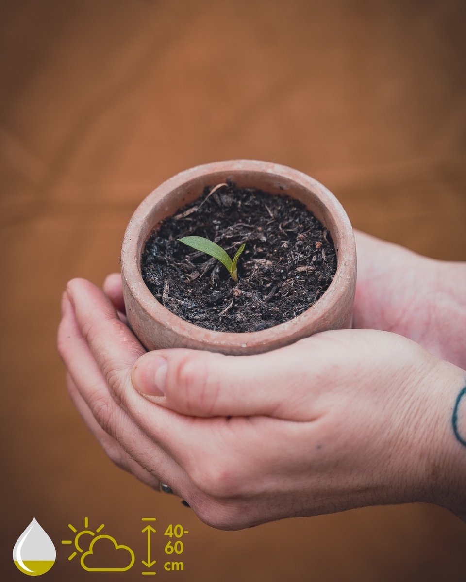 Aloë Vera Kweekset - Kweek je eigen Aloë Vera plant - Grow Your Ownn