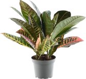 Trendyplants - Codiaeum Variegatum 'Petra' - Croton - Kamerplant - Hoogte 20-40 cm - Potmaat Ø12cm