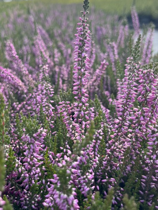 Foto: Zomerheide paars 10 stuks calluna vulgaris underwoodii p9 5 plant tuinplant heide